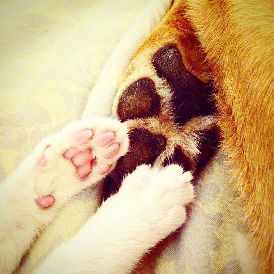 Shelter Owner For Abandoned Kittens Has A Lovely Dog As A Helper And Couldn't Have A Better One