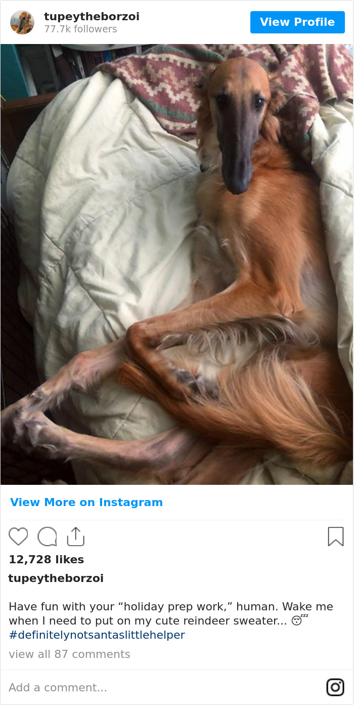 Have Fun With Your “Holiday Prep Work,” Human. Wake Me When I Need To Put On My Cute Reindeer Sweater... 😴 #definitelynotsantaslittlehelper