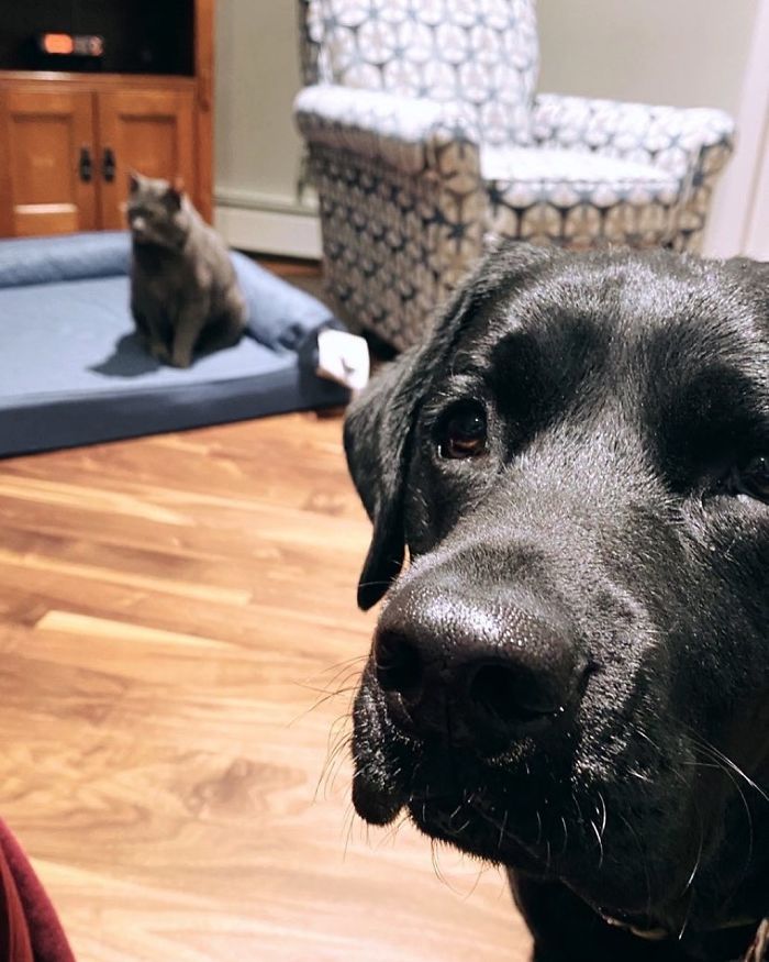 “Uhm, Mom, This Tiny Floof Stole My New Bed”