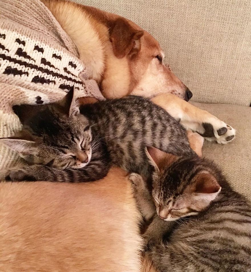 Shelter Owner For Abandoned Kittens Has A Lovely Dog As A Helper And Couldn't Have A Better One