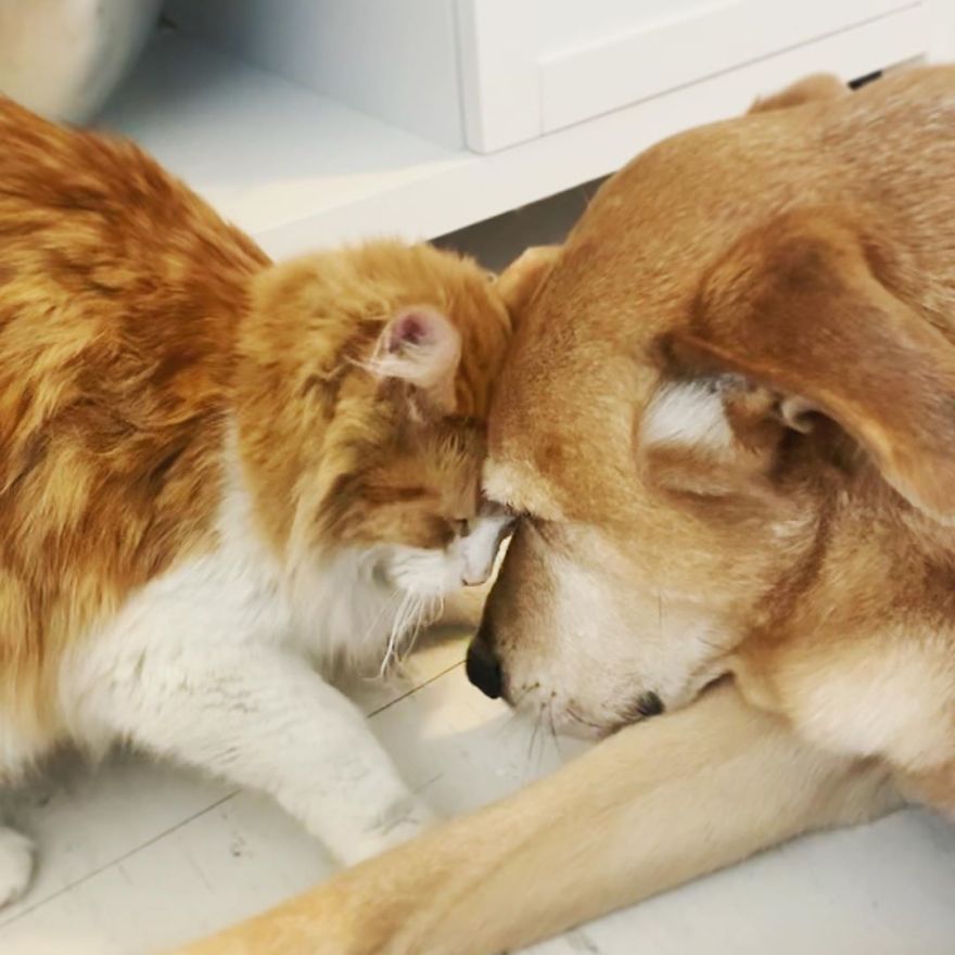 Shelter Owner For Abandoned Kittens Has A Lovely Dog As A Helper And Couldn't Have A Better One