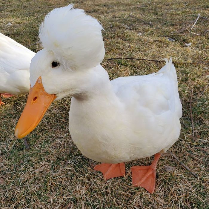 Crested Duck