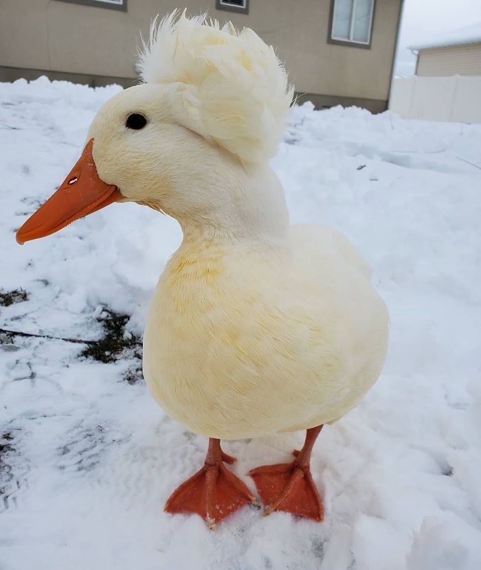 Crested Duck