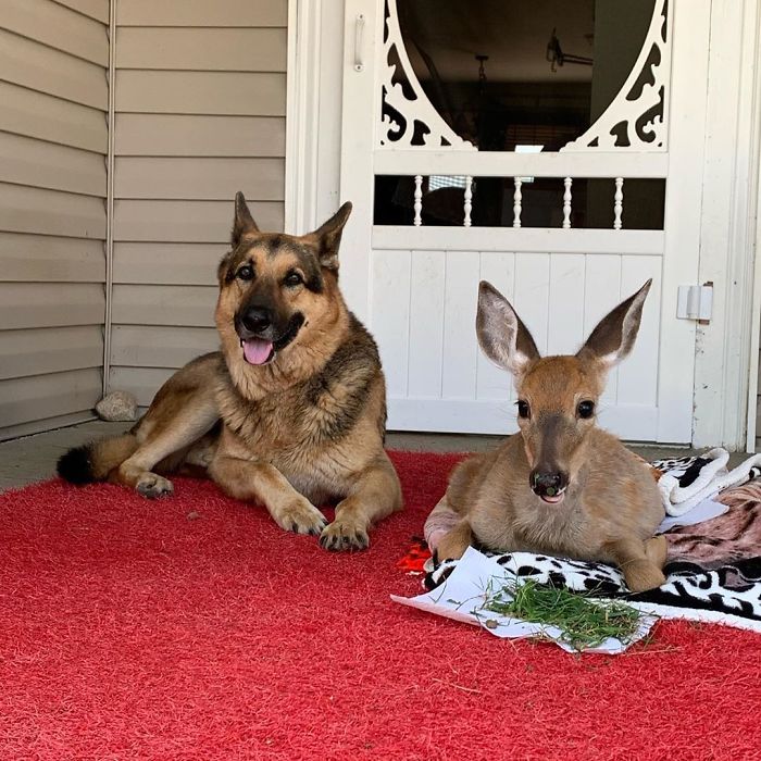 Kind-Hearted Dog Surprises Owner By Comforting The Orphaned Fawns She Rescues