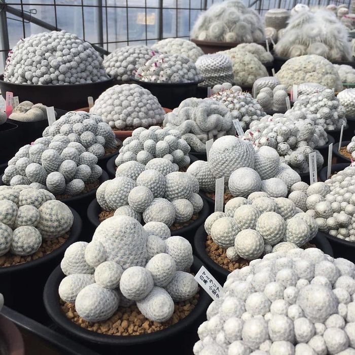 Mammillaria