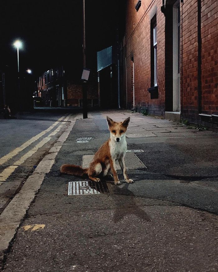 One Of The True Signs Of Being Home Is The Inevitable Run In With A Fox