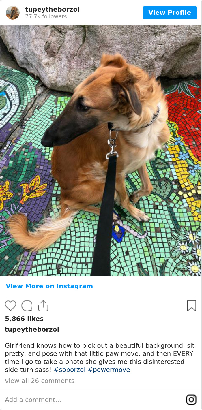 Girlfriend Knows How To Pick Out A Beautiful Background, Sit Pretty, And Pose With That Little Paw Move, And Then Every Time I Go To Take A Photo She Gives Me This Disinterested Side-Turn Sass! #soborzoi #powermove 🙄