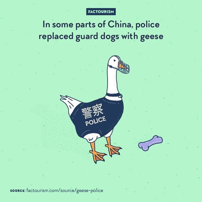 Guard Geese