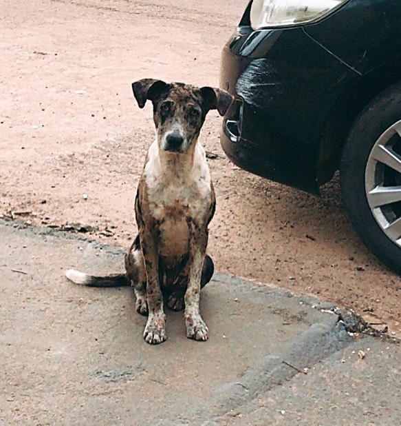 17-Year-Old Opens A Unique Animal Shelter And He Has Already Rescued 22 Dogs And 4 Cats 17-Year-Old Opens A Unique Animal Shelter And He Has Already Rescued 22 Dogs And 4 Cats