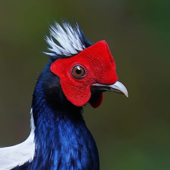 Swinhoe's Pheasant