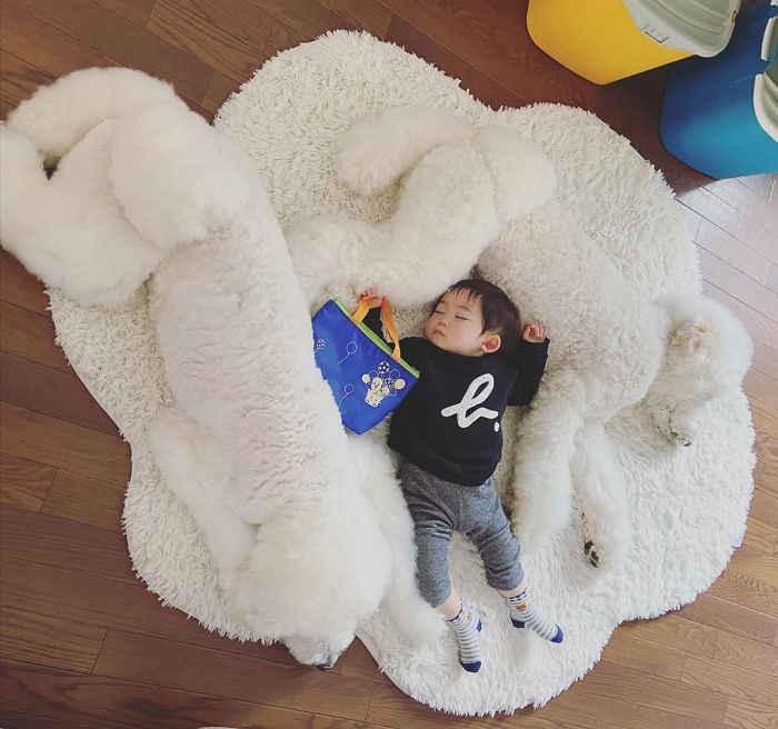 Child-Poodle-Dog-Friendship-Tamanegi-Qoo-Riku