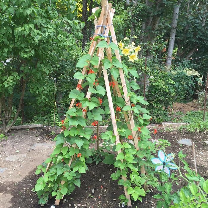 People Are Growing Magical Bean Pole Garden Tents For Their Kids