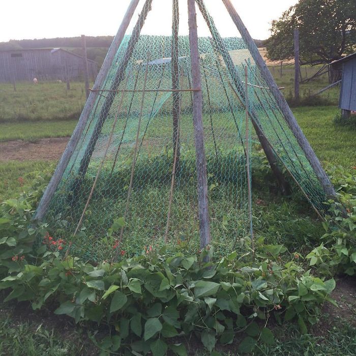 People Are Growing Magical Bean Pole Garden Tents For Their Kids