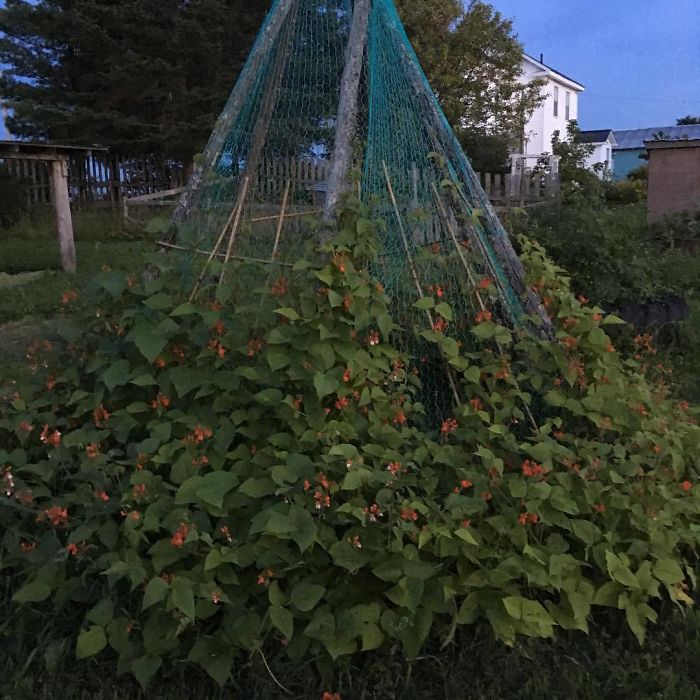 People Are Growing Magical Bean Pole Garden Tents For Their Kids