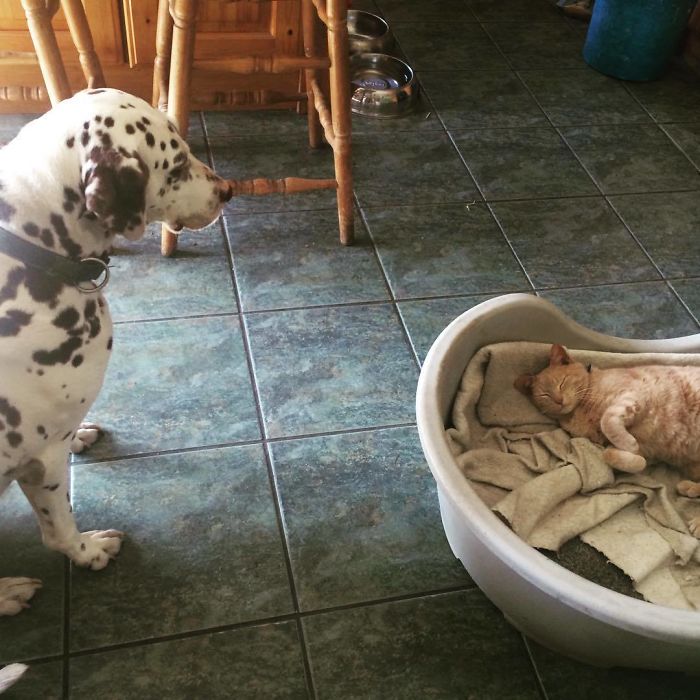 Love These Two. Tigger Is Such A Little Bully