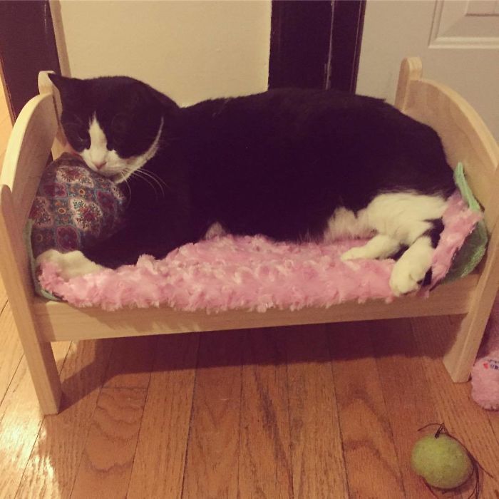 Cat Bed