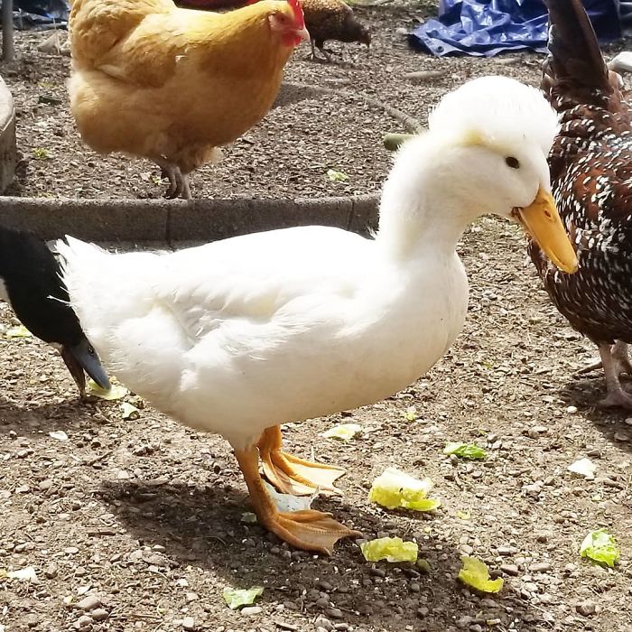 Crested Duck