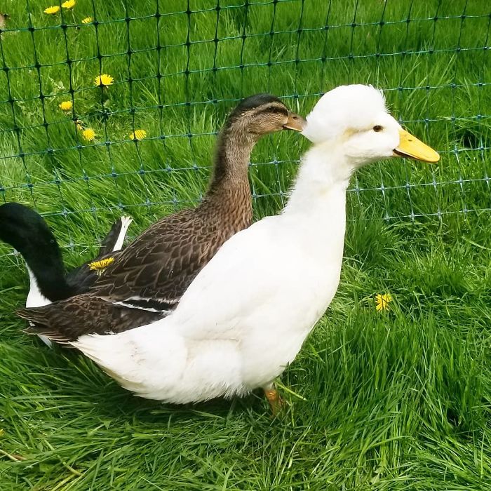 Crested Duck