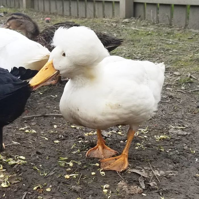 Crested Duck