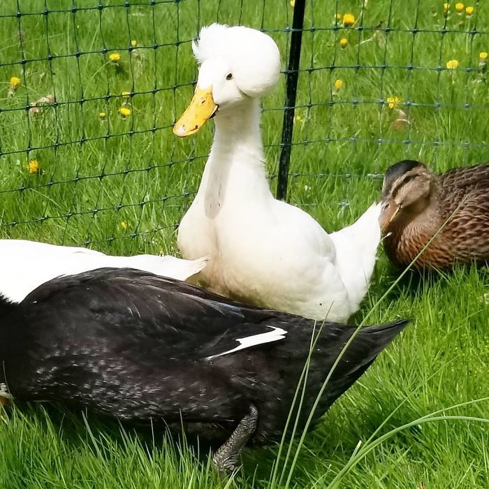 Crested Duck