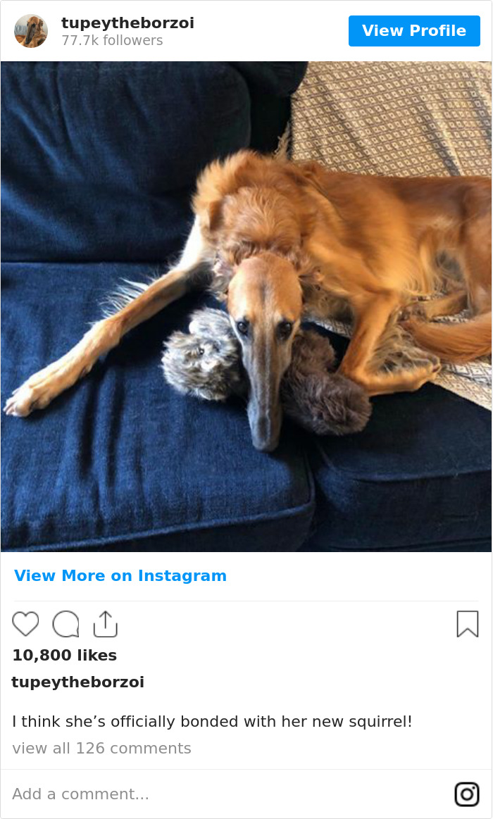 I Think She’s Officially Bonded With Her New Squirrel! 🥰🐿