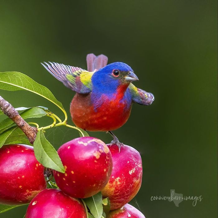 Painted Bunting
