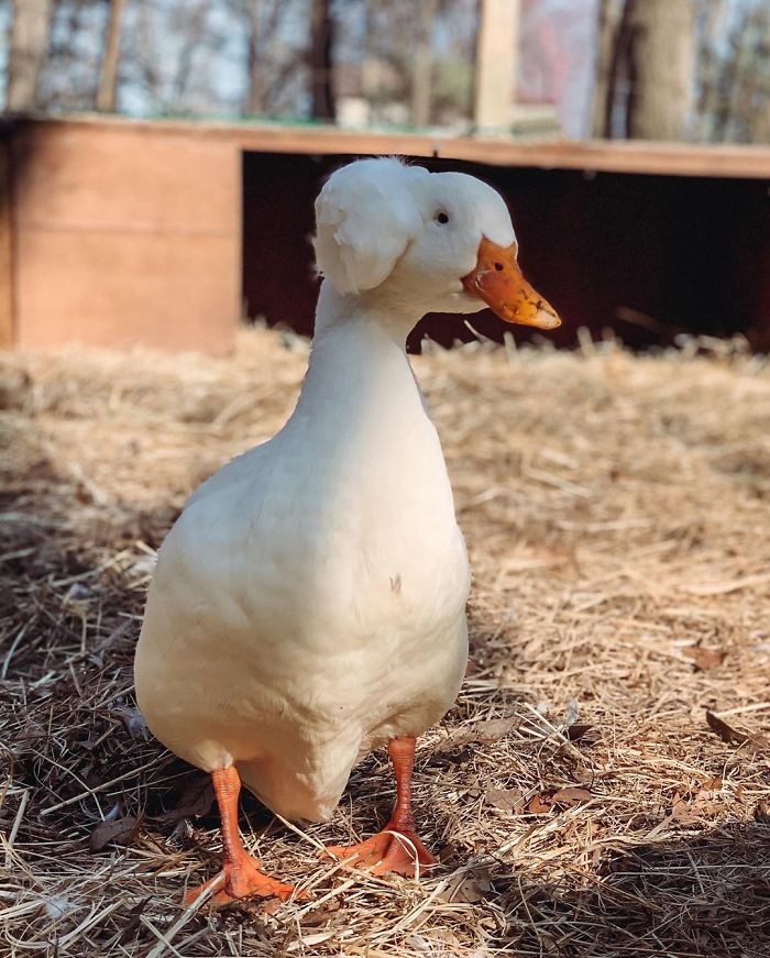 Crested Duck