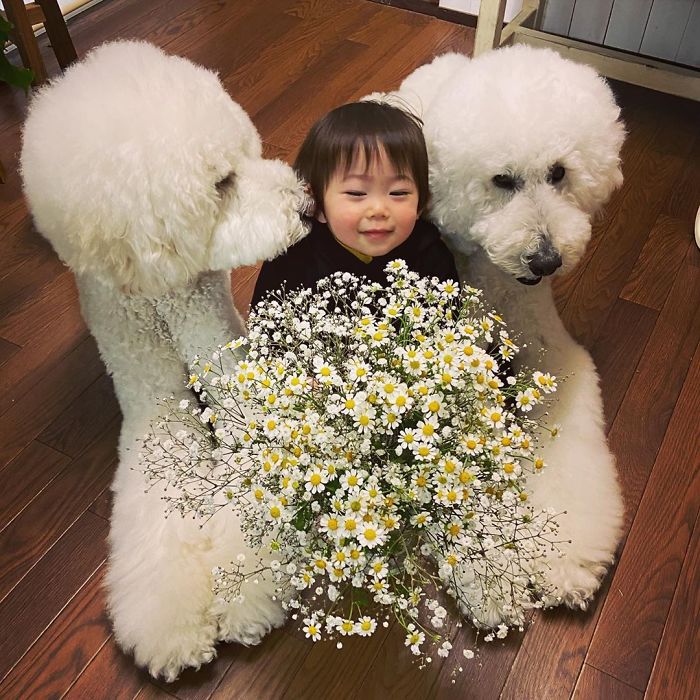 Child-Poodle-Dog-Friendship-Tamanegi-Qoo-Riku