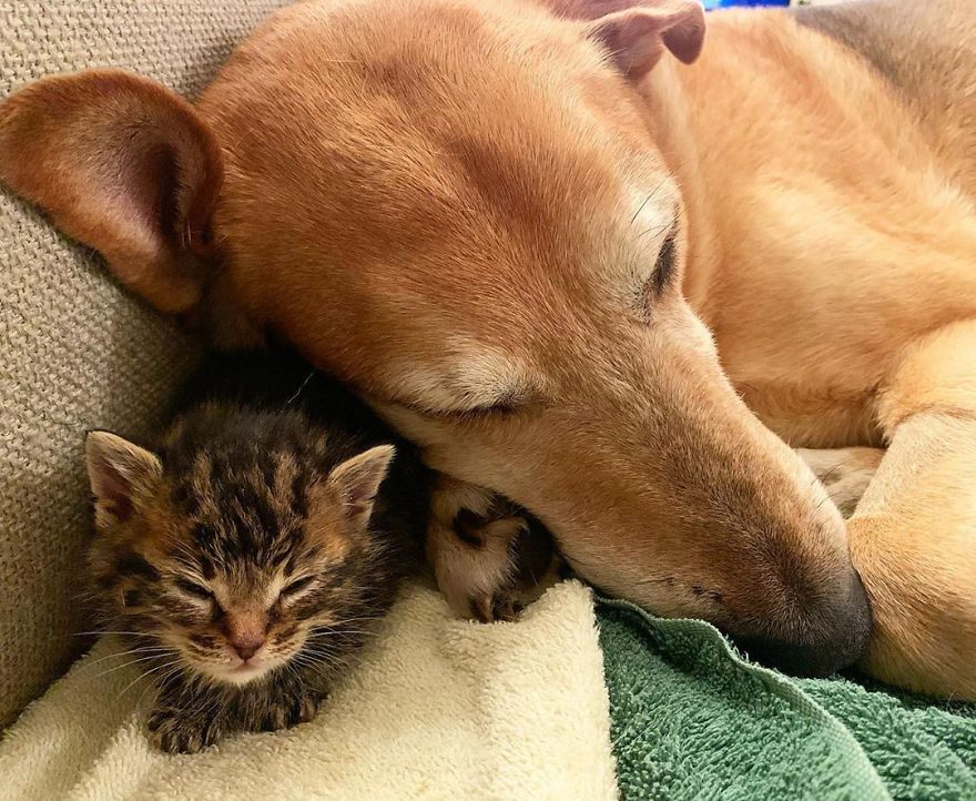 Shelter Owner For Abandoned Kittens Has A Lovely Dog As A Helper And Couldn't Have A Better One