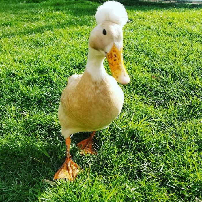 Crested Duck