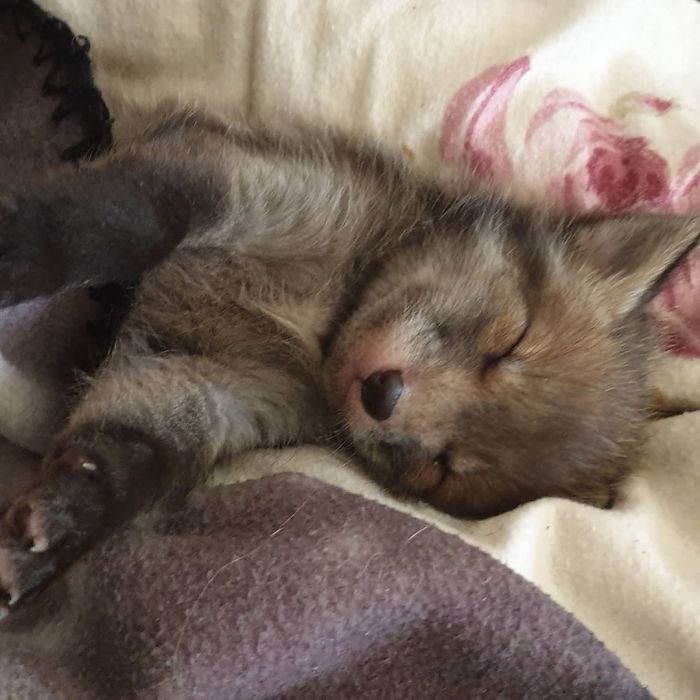 Smug Dreams About Nibbling My Toe