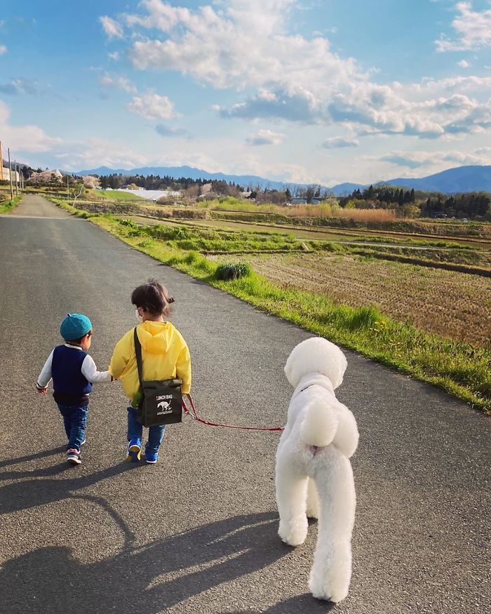 Child-Poodle-Dog-Friendship-Tamanegi-Qoo-Riku