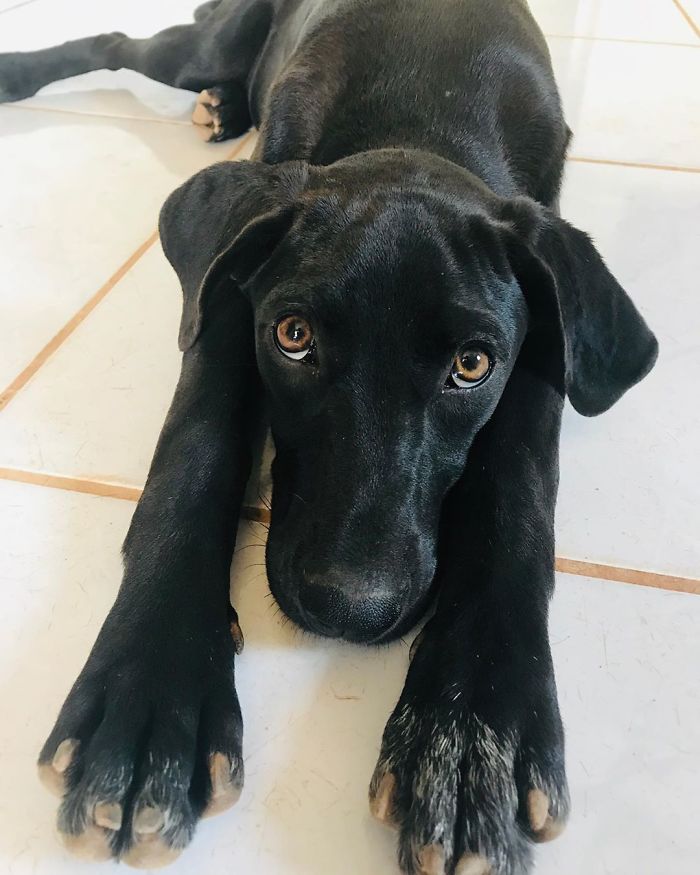 17-Year-Old Opens A Unique Animal Shelter And He Has Already Rescued 22 Dogs And 4 Cats 17-Year-Old Opens A Unique Animal Shelter And He Has Already Rescued 22 Dogs And 4 Cats