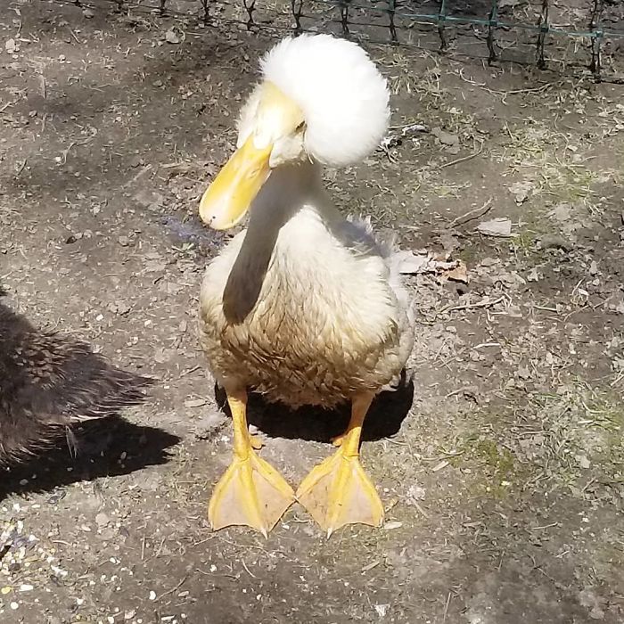 Crested Duck