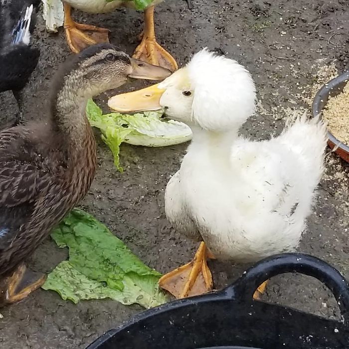 Crested Duck