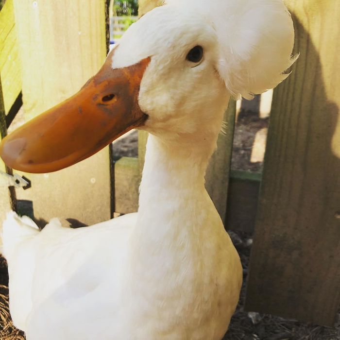 Crested Duck