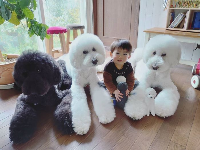 Child-Poodle-Dog-Friendship-Tamanegi-Qoo-Riku