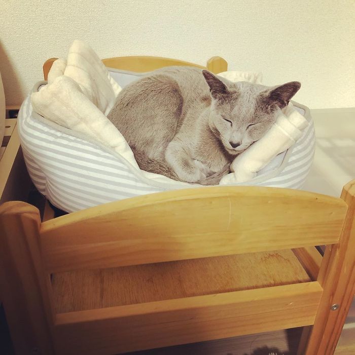 Cat Bed
