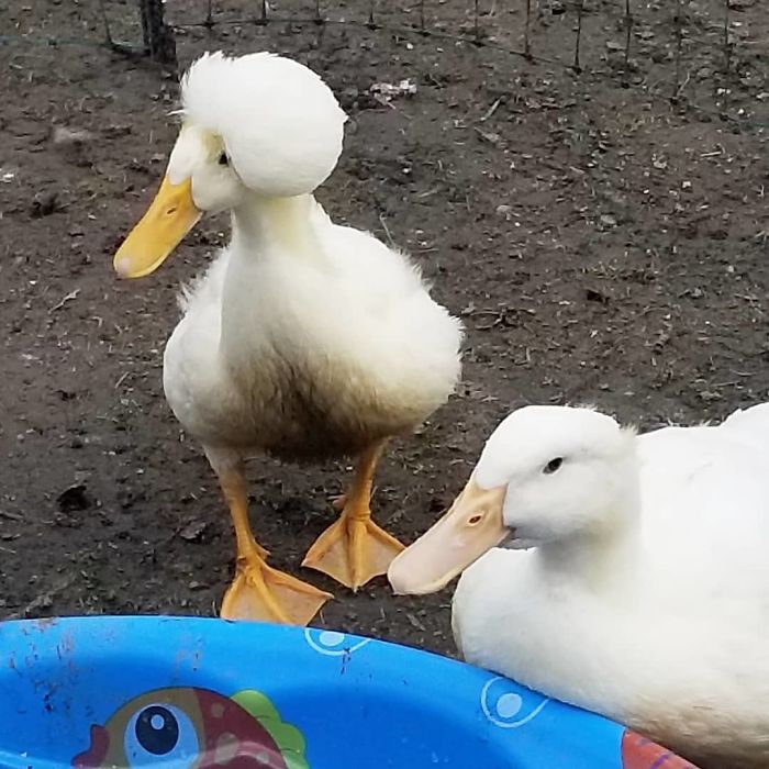 Crested Duck