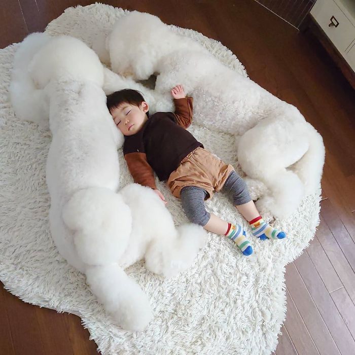 Child-Poodle-Dog-Friendship-Tamanegi-Qoo-Riku