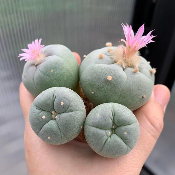 Lophophora