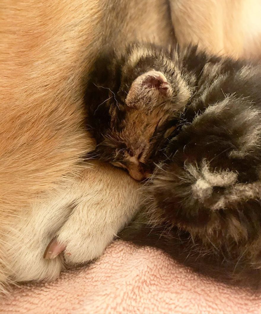Shelter Owner For Abandoned Kittens Has A Lovely Dog As A Helper And Couldn't Have A Better One