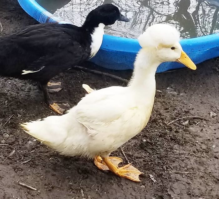 Crested Duck