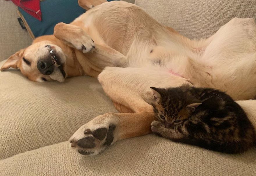 Shelter Owner For Abandoned Kittens Has A Lovely Dog As A Helper And Couldn't Have A Better One