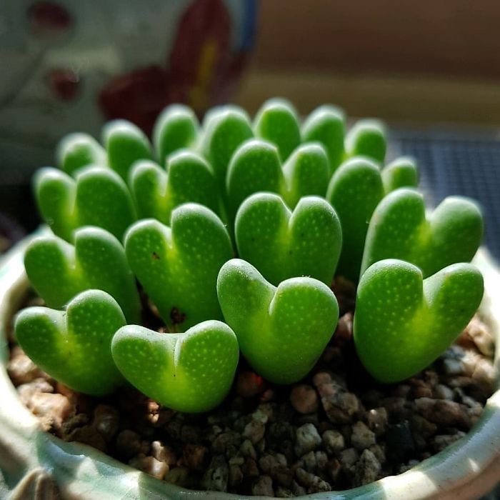 Conophytum