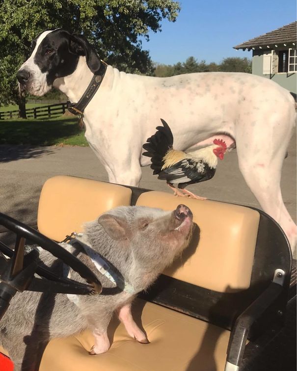 These Are The Critters That Get To Ride On The Golf Cart