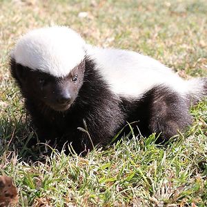 lagrandebouffe avatar