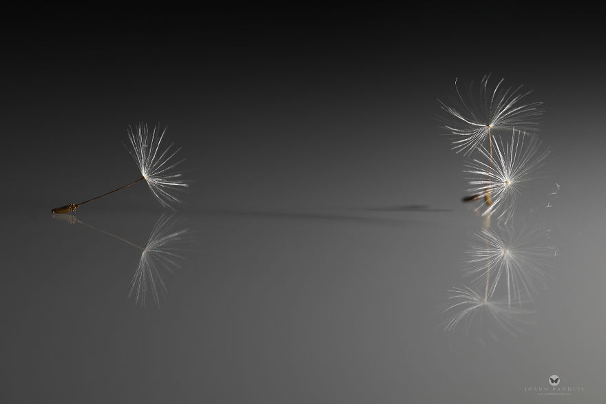 "Balance" An Intimate Portrait Of A Dandelion - A Mindfulness Photo Series I Created During Lockdown. "Balance" An Intimate Portrait Of A Dandelion - A Mindfulness Photo Series I Created During Lockdown.