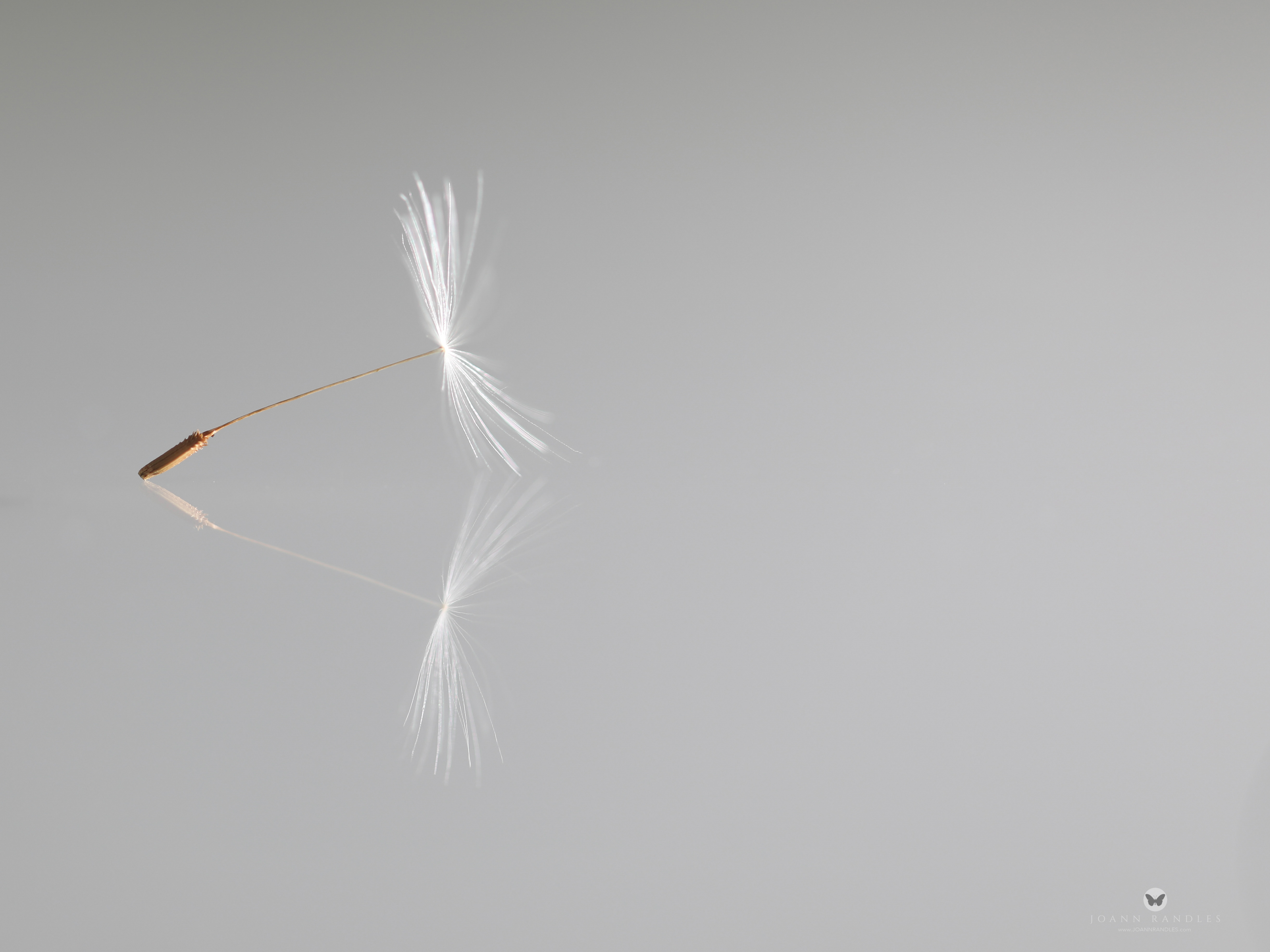 “Balance” An Intimate Portrait Of A Dandelion – A Mindfulness Photo Series I Created During Lockdown.