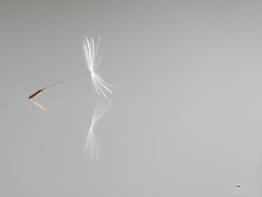 "Balance" An Intimate Portrait Of A Dandelion - A Mindfulness Photo Series I Created During Lockdown. "Balance" An Intimate Portrait Of A Dandelion - A Mindfulness Photo Series I Created During Lockdown.